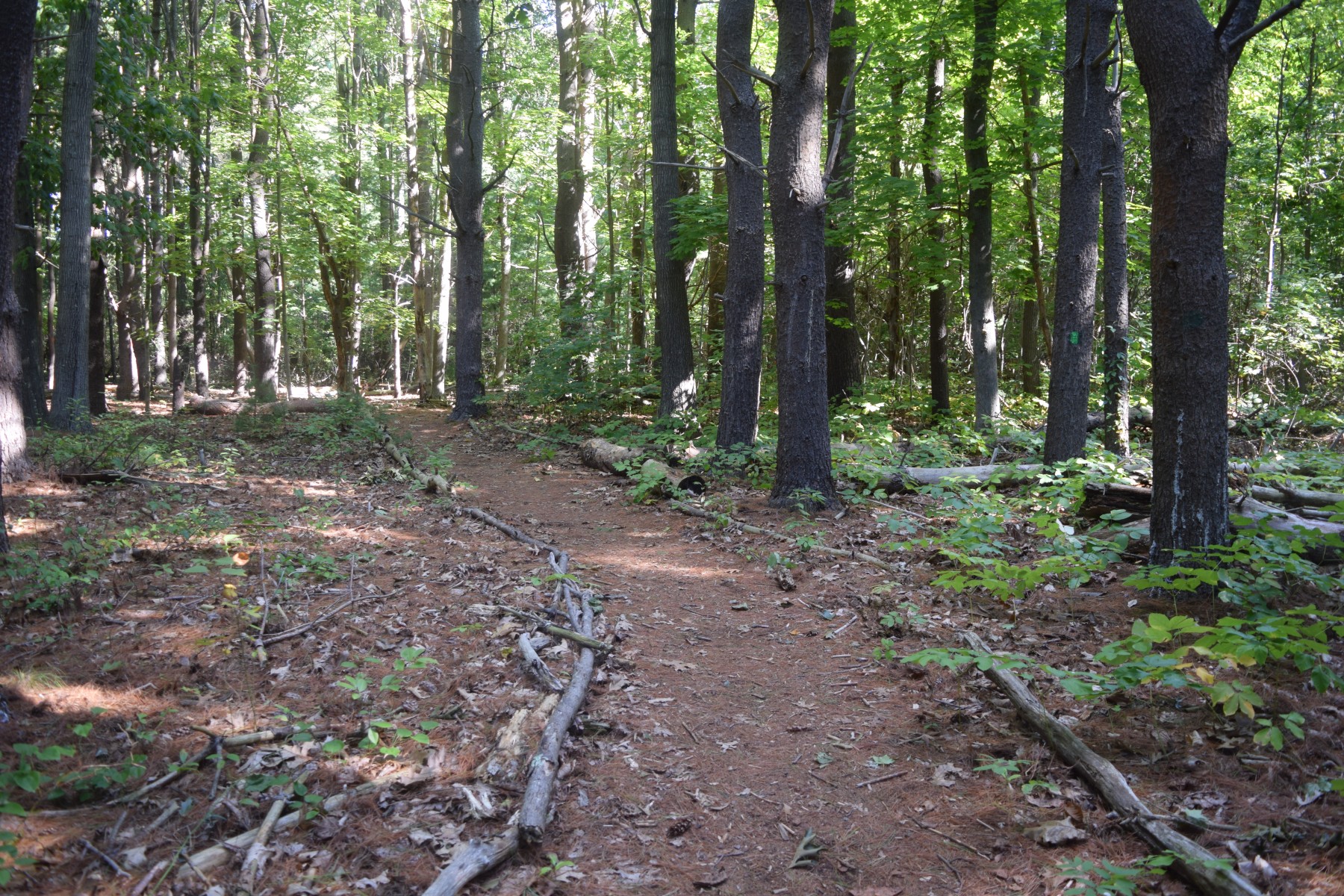 Sowams-Woods-Trail